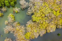 La beauté originale et magique de la mangrove de Ru Cha, dans la province de Thua Thiên Huê. Photo : VOV.