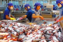 Transformation de pangasius pour l'exportation. Photo: congthuong.vn