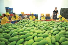 Les États-Unis sont un marché prometteur pour les mangues vietnamiennes, surtout pour les mangues fraîches et surgelées. Photo : congthuong.vn.