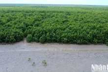 Des forêts de mangrove dans la province de Ca Mau. Photo : NDEL.