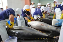 Le thon vietnamien est exporté vers environ 80 marchés à travers le monde. Photo : congthuong.vn.