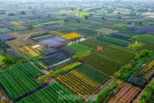 À environ deux mois du Nouvel An lunaire, les agriculteurs du village de Tay Tuu, la plus grande zone de culture de fleurs de Hanoï, s'occupent en toute hâte des plantes afin de répondre à la demande des clients de la capitale et des régions voisines. 