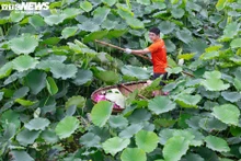 La saison de récolte des lotus au lac de l'Ouest commence généralement en mai et se termine en juillet. 