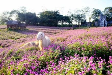 Situé dans le district de Long Biên, le champ d’amarantine globuleuse composé de 130 000 plantes crée un espace semblable à un paysage européen au cœur de Hanoï.