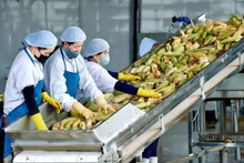 Ces dernières années, les relations Vietnam — Nouvelle-Zélande se sont développées dans le bon sens, notamment dans l'agriculture et le commerce. Photo d'illustration : congthuong.vn.