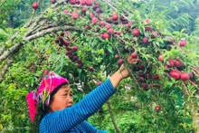 Le haut plateau de Môc Châu, dans la province de Son La (au Nord-Ouest), est considérée comme le « grenier à prunes » du Vietnam. Photo: baotainguyenmoitruong.