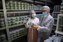 Des délégués visitent le laboratoire de sélection végétale de la société GinoSar. Photo : VNA. 