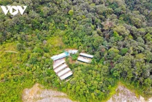 La province de Quang Nam s’est fixée pour objectif de devenir la grande productrice de plantes médicinales du Centre et des Hauts Plateaux du Centre. Photo: VOV.