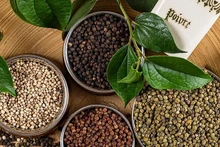 Le Vietnam est le plus grand producteur et exportateur de poivre au monde. Photo: baohaiquan.