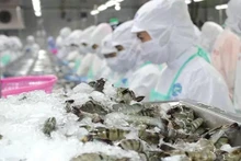 En 2024, le Vietnam a exporté pour 843 millions de dollars de crevettes vers le marché chinois, soit une augmentation de 39 % en glissement annuel. Photo: congthuong.vn