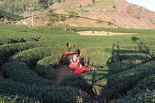 Les collines de thé à Moc Chau, dans la province de Son La, attirent de nombreux touristes. Photo: NDEL.