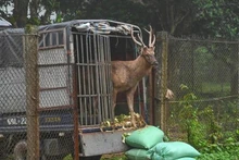 Un cerf sambar parmi les 12 individus qui ont été transportés au parc national de Cuc Phuong, dans le Nord, pour y être soignés et réhabilités. Photo : VNA. 