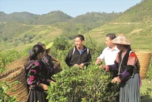 Les minorités ethniques travaillent dans les rizières en terrasses. Photo : Baodantoc.
