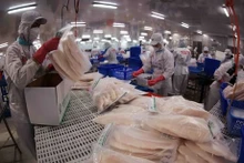 Filets de poisson Tra emballés pour l'exportation chez Sao Mai Group. Photo : VNA