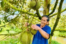 Chin Em et ses durians. Photo: Hông Câm/danviet.vn 