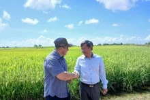 L’ambassadeur vietnamien à Cuba Le Quang Long (à droite) et le vice-ministre cubain de l’Agriculture Maury Hechavarria Bermúdez, lors d'une visite au modèle expérimental de culture du riz dans le district de Güines, province de Mayabeque. Photo: Ambassade du Vietnam à Cuba.