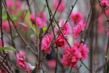 Fleurs de pêcher.