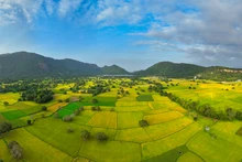 Une vue panoramique de la saison des récoltes à Tà Pạ a été capturée le 15 décembre par le photographe Châu Quang Điền, originaire de Hô Chi Minh-Ville.