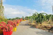 Des agronomes vietnamiens arriveront en Argentine le mois prochain pour mettre en œuvre un projet de coopération avec la province septentrionale de Misiones dans le domaine de la culture de pitayas, agrumes et goyaviers. Photo: VNA.