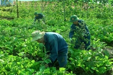 Des jardins potagers luxuriants du corps du génie de l’armée vietnamienne à Abyei. Photo fournie par l’équipe de génie militaire No3 du Vietnam. 