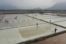 Les producteurs de sel s'activent dans les champs de sel de Tri Hai, dans la province de Ninh Thuan. Photo : VNA.
