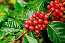 Le Vietnam est l'un des principaux fournisseurs de café pour l’Italie. Photo : congthuong.vn.