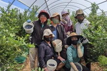 Un groupe de travailleurs vietnamiens récoltent des myrtilles en Australie. Photo : nld.com.vn