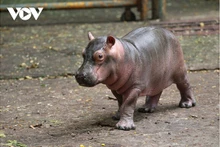 Le bébé est un mâle, il pesait 25kg à la naissance. Photo : VOV.