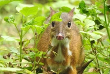 Conservation des espèces sauvages : un plan ambitieux approuvé