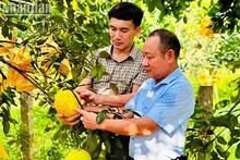 Après la transition numérique, la marque de pamplemousse Phuc Trach (dans le district de Huong Khê) a élargi son marché de consommation, contribuant ainsi à améliorer la valeur du produit. Photo : NDEL. 