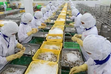 Transformation de fruits de mer pour l'exportation chez la compagnie par actions Cafatex Seafood Joint à Hâu Giang. Photo : NDEL.
