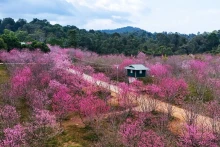 L'île aux fleurs de cerisier brillantes de Pa Khoang. Photo : NDEL.
