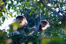 Les douc à pattes rousses à Dà Nang. Photo: VNA