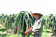 Le fruit du dragon est l'un des principaux produits d'exportation de Son La. Photo : congthuong.vn