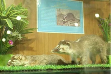 Le musée a actuellement collecté et stocké plus de 3 700 photos, plus de 1 200 spécimens d'animaux et de plantes. Photo : giaoducthoidai.vn