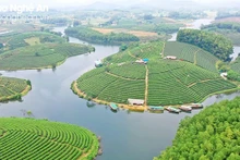  Des îlots du Thé dans le district de Thanh Chuong. Photo : Dinh Tuyên/baonghean.vn