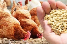 Le Vietnam produit chaque année environ 6,5 millions de tonnes de volaille. Photo: vneconomy.vn