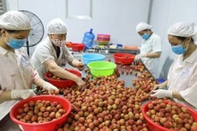 Des ouvriers trient des litchis destinés à l'exportation à la Global Food Joint Stock Company, dans le district de Luc Ngan (province de Bac Giang, au Nord du Vietnam). Photo : VNA.
