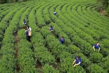 Le Vietnam possède plusieurs régions productrices de thé renommées. Photo : VOV.