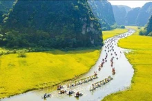 Les rizières dorées au long de la rivière de Ngô Dông. Photo : VNA.