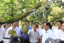Cân Tho exportera du durian vers la Chine en 2023. Photo: VNA