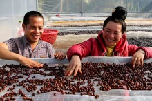 Les membres de la coopérative Aratay Coffee dans la commune de Chiêng Chung, district de Mai Son, province de Son La, trient les grains de café. Photo: nhandan.vn