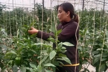 Ka Luong et sa plantation des légumes et fruits sous serre. Photo: VOV