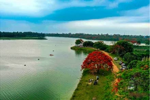 L’atmosphère paisible du lac Vân Tri, avec ses fleurs de flamboyants rouges, est loin de l’agitation du centre-ville. Photo : toquoc.vn