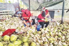 Le prix de la noix de coco fraîche a augmenté d’environ 110 à 120 %, tandis que celui de la noix de coco brute a grimpé de 150 % par rapport à la même période de l’année dernière. Photo: nhandan.vn