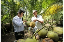 L'industrie vietnamienne de la noix de coco est classée 4e en valeur totale sur le marché mondial de la noix de coco. Photo d'illustration : VGP.