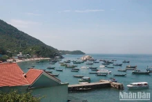 Un espace de la réserve naturelle de Cù Lao Chàm. Photo : nhandan.vn