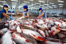 Les exportations de pangasius devraient croître dans les temps à venir. Photo : baodautu.vn