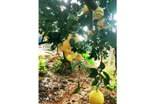 Le pomelo Phuc Trach: Photo : Tuê Nhi/NDEL.