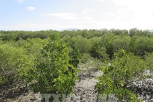 Plantation des mangroves pour restaurer les écosystèmes et répondre au changement climatique dans la région de Dam Nai (district de Ninh Hai, province de Ninh Thuan) Photo : VNA 